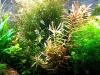 Cognacpflanze,  Aquariumpflanze,  Versand/  Abholung