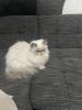 wunderschöne persische Katze
