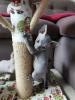 liebevoll Sphynx kätzchen