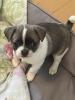 Welpen/  Retromops