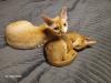 Devon Rex Kater Amour (10 Monate,  kastriert) - verspielt und sehr liebevoll