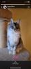 Zauberhafter Maine Coon Bub