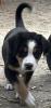 Schweizer Sennenhund