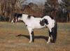 Exzellent mutig Paint Horse Wallach sucht ein neues Zuhause