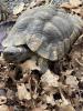 Breitrandschildkröten Männchen 2005