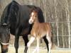 Typvolles Reitpony-Hengstfohlen mit sehr guten Grundgangarten