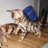 Schöne Bengal-Kätzchen