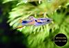Endler,  Guppy,  reinerbig,  ab 1,  50€,  Versand