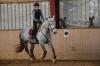 Reiter sucht Pferd