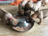 Reinrassige Rhodesian Ridgeback Welpen