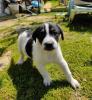 Ralf sucht ein passendes Zuhause