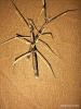Parapachymorpha zomproi Nymphen