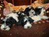 bichon havaneser welpen mit Staummbaum