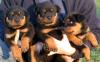 Kräftige,  gesunde und reinrassige Rottweilerwelpen Rottweiler Welpen