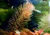 Rotes Mato Grosso Tausendblatt,  Wasserpflanze,  Versand/  Abholung