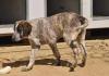Colette sucht ein passendes Zuhause