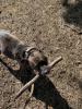 Pit-Staff-Mix sucht dringend neues Zuhause oder Pflegestelle!!