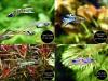 Endler,  Guppy,  reinerbig,  ab 1,  50€,  Versand