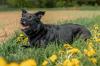 CONI - Mischling - 4 Jahre - Tierhilfe - Franken e.V.
