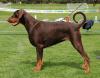 Dobermann,  schwarze und braune Welpen mit Ahnentafel (FCI)