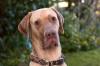 HERBERT - Deutsche Dogge - 1 Jahr - Tierhilfe-Franken e.V.
