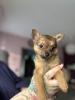 Terrier-Zwergspitz Welpe Mädchen