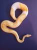 0.1 Albino Piebald DNZ 2019