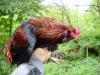 Bruteier von wildfarbenen Araucana für 1,  50 Euro