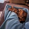 Bengalkatze sucht dringend neues Zuhause