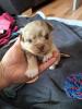 Chihuahua Welpen