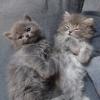 BKH /  BLH - Kitten Kätzchen Katzenbabies Babys