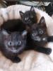 Siam Kitten Black Mixt