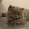 Bezaubernder BLH Babykater sucht Familienanschluß 