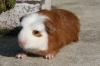 Meerschweinchen