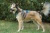 JOVI - männlich  3 Jahre  58 cm  28 kg  Collie-Mix  Gechipt  Kastriert