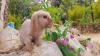 Minilop,  Mini Lop,  Zwergwidder,  Zwergkaninchen,  Miniwidder