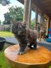 Katze Dori sucht ein liebevolles Zuhause …
