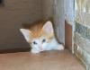 Wunderschöne EKH Kitten