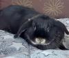 KIRA - Zwergkaninchen - 3 Jahre - Tierhilfe-Franken e.V.