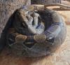 Boa Constrictor Imperator Weibchen,  geb. 2020