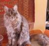 Wunderschönes Maine Coon Mädchen kastriert abzugeben!