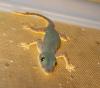 Hausgecko Hemidactylus frenatus /  platyurus