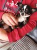Kleine Süße Pomchi Hündin