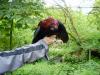 Bruteier von wildfarbenen Araucana für 1,  50 Euro