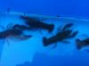 Japan Koi,   Teichmuscheln,  Biotopfische,  Schnecken,  Störe,  Edelkrebse vom Koi-Ce