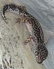 1.3 Leopardgeckos