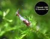 Red Rili Garnele,  Zwerggarnele (Versand/  Abholung)