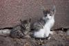Nebenjob als Katzensitter zu vergeben! Katzenbetreuung - Katzensitting - Tierbet