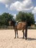 Reitpony Mix Wallach,  3 jährig,  1, 45 m,  Freizeit,  Western,  Dressur