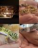 3 weibliche Leopardgeckos